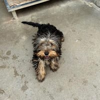 Reyna, chienne à adopter