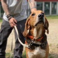 JERRY OAA19385, chien à adopter