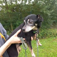 Éclair, chien à adopter