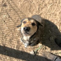 Aria, chienne à adopter