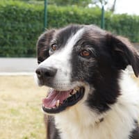 Iago, chien à adopter