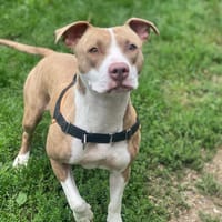 KAÏRA OAA19406, chienne à adopter