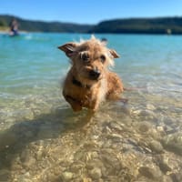 PAPY, Mâle Croisé Terrier NON-LOF, chien à adopter