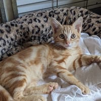 UCKY, chat à adopter