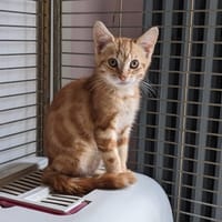 USSY, chat à adopter