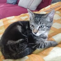ULYSSE, chat à adopter