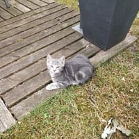 UTAH, chat à adopter