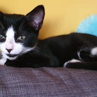 OREO, chat à adopter