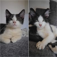 JULES et JIM, chat à adopter