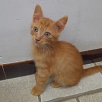 LIPTON, chat à adopter