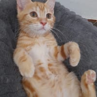 ICE TEA, chat à adopter