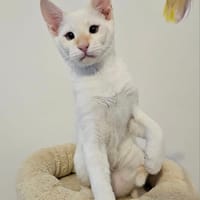 FLOCON, chat à adopter