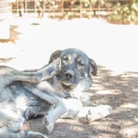 Chamba, chienne à adopter