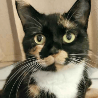 Duchess, female cat to adopt