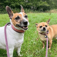 Alfie and Rosie, dog to adopt