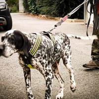 poupee corolle alice