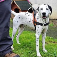 TITAN, chien à adopter