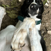 Ava, female dog to adopt