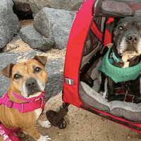 Josie and Codie, dog to adopt
