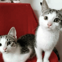 Apple and Grape, cat to adopt