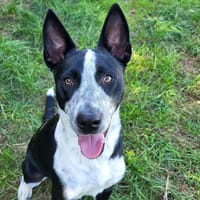 REX, chien à adopter