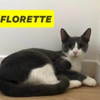 KAINA ADOPTION SEULE OU EN DUO OU AVEC UN CHAT PRESENT CHEZ VOUS chat femelle adulte à adopter