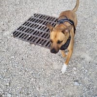 RAMBO, chien à adopter