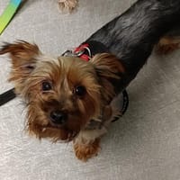 Yorkshire Terrier à adopter : 21 annonces