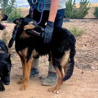 DIANA (Maria), chienne à adopter