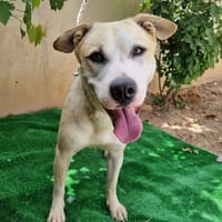 SANDOKAN (Maria), chien à adopter