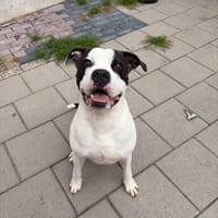 Boem, reutjes ter adoptie