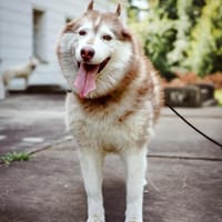 Conan, pies do adopcji