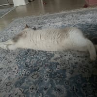 Sivali, chatte à adopter