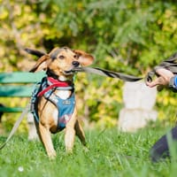 Volt, pies do adopcji