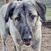 Kangal-Junghunde -  Sila, Shaya und Tama, Hund zur Adoption