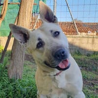 Dora, perra en adopción