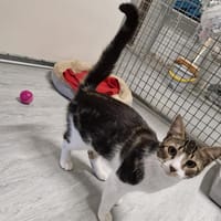 FILOU (en placement provisoire), chat à adopter