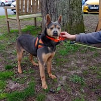 GRELO, chien à adopter