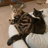 Livie und Jonny, Kater zur Adoption