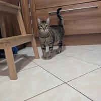 barnabé, chat à adopter