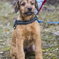 Bukfenc  ein kleiner Sherlock Holmes, Hund zur Adoption