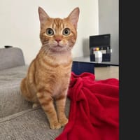 DREW, chatte à adopter