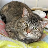 MIA, chatte à adopter