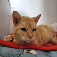 CHAROUX, chat à adopter