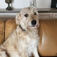 Carota sucht aktive Menschen, Hündin zur Adoption