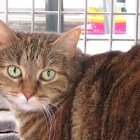 MICKEY, chatte à adopter