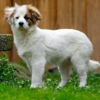 Sid, Hund zur Adoption
