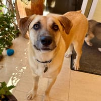 LEON (Maria), chien à adopter