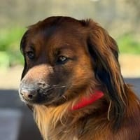 Schoko sucht ein gutes Zuhause!, Hund zur Adoption
