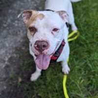 Pflege- oder Endstelle gesucht !DRINGEND, Hund zur Adoption